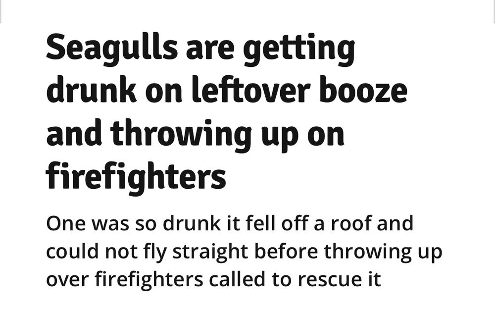Devon Live headline: “Seagulls are getting drunk on leftover booze and throwing up on firefighters” Subhead: One was so drunk it fell off a roof and could not fly straight before throwing up over firefighters called to rescue it