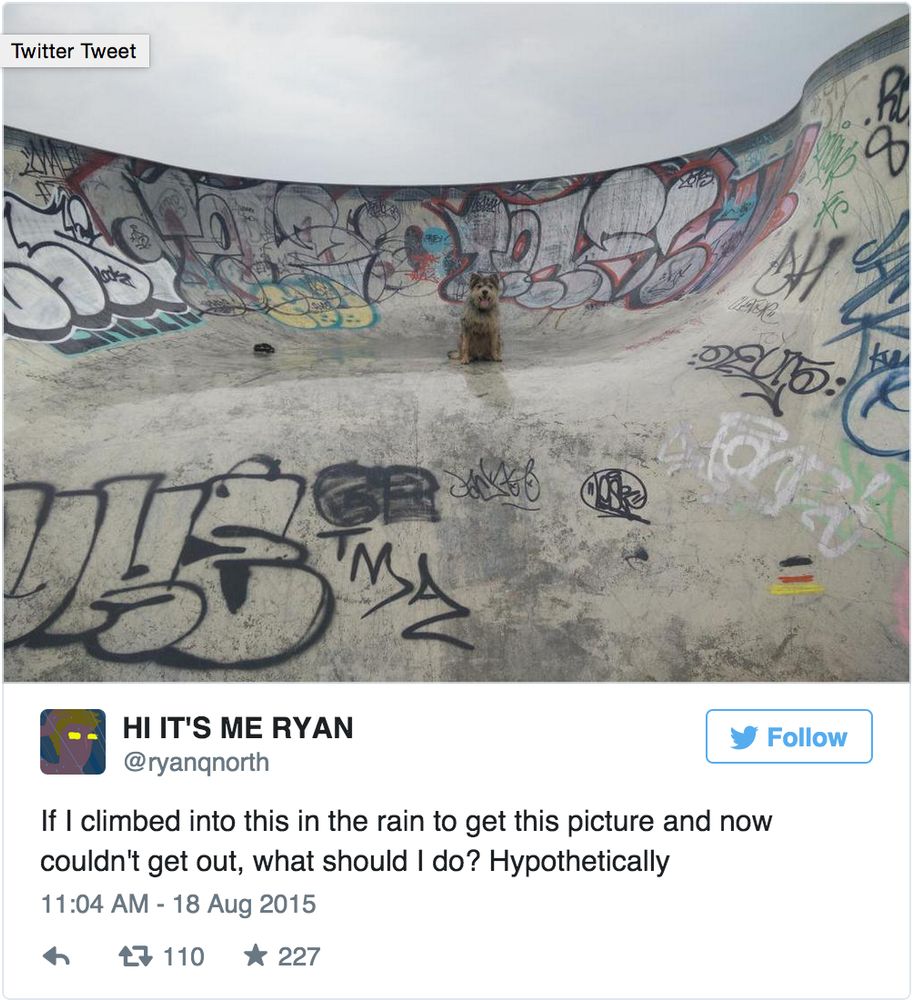 Screenshot from Twitter: a photo of a small, scruffy dog in a 'bowl' in a skate park. There is graffiti on the floor and up the sides, but more importantly, the surfaces are all wet. The text reads: If I climbed into this in the rain to get this picture and now couldn't get out, what should I do? Hypothetically