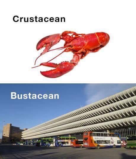 Meme: a photo of a cooked lobster on a white background, captioned “Crustacean”. Below it, a photo of Preston’s famous concrete brutalist multi storey car park which also serves as a public transport hub. It has buses outside and is captioned “Bustacean”.