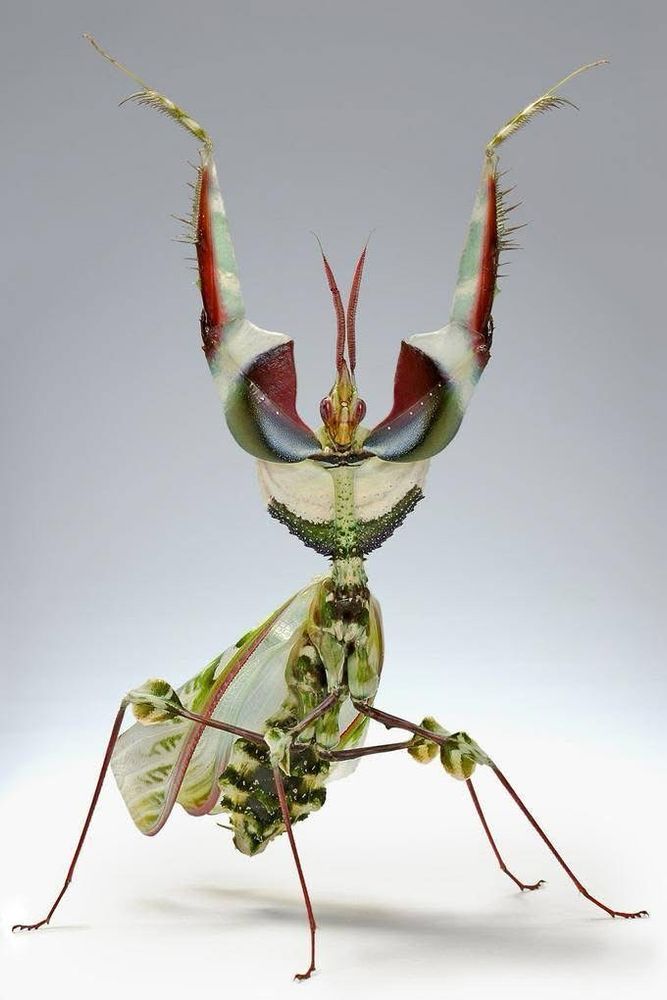Photo of the Giant Devil's Flower Mantis by Igor Siwanowicz. A large green insect stands on its back legs with its front legs raised by its head. Its body has evolved to mimic a flower, and its head and forelegs are green, white, and red and it looks somewhat like an orchid or other exotic flower. The front legs bend at the top as if it’s posing, and it’s looking at camera 