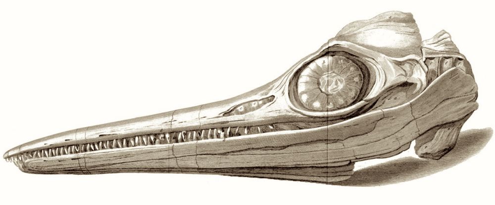 1814 illustration of the fossil 'crocodile' skull found in 1811 with its large bony eye and long tapering snout with many small conical teeth.