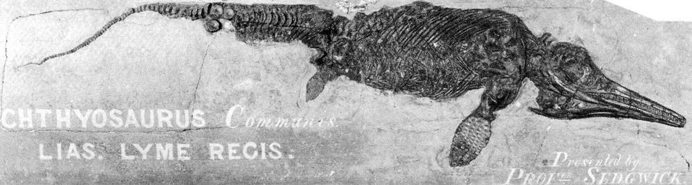 The ichthyosaur skeleton referred to in Mary Anning's letter, purchased by Adam Sedgwick and presented by him to the Cambridge University geological collection. Its head with its long, pointed jaws to the right and tail to the left and well-preserved body and paddles. The mount has a painted label 'ICHTHYOSAURUS Communis Lias. Lyme Regis. Presented by Profr. SEDGWICK.'