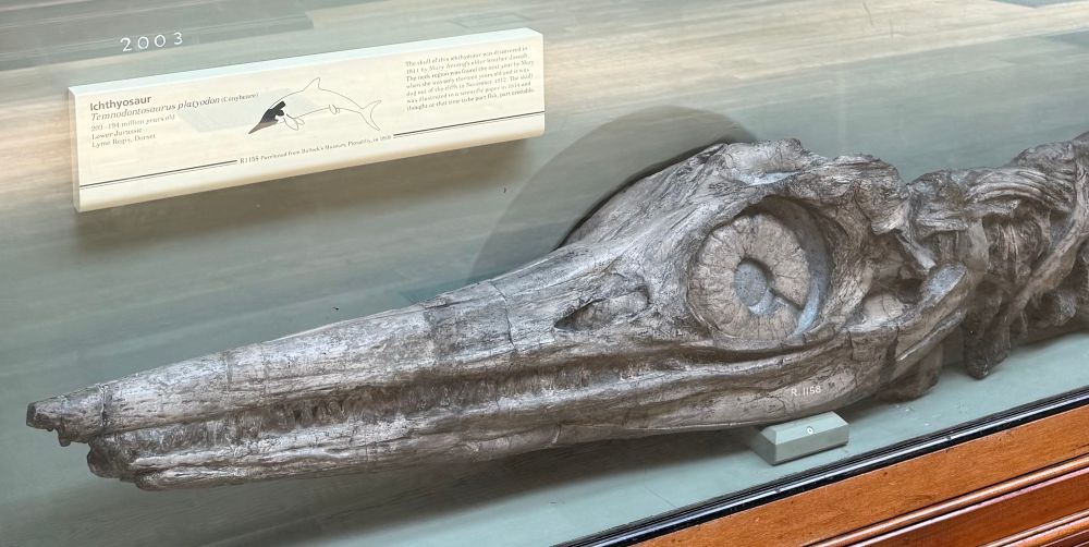 Photograph of a large fossil skull with a lng snout and a large eye. 