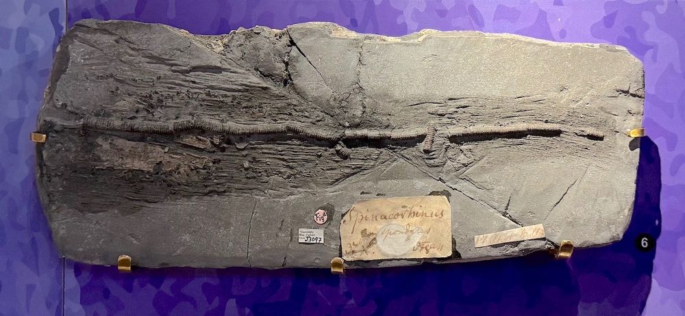 Block of rock with a length of the thin tail vertebrae of a fossil fish and attached museum labels.