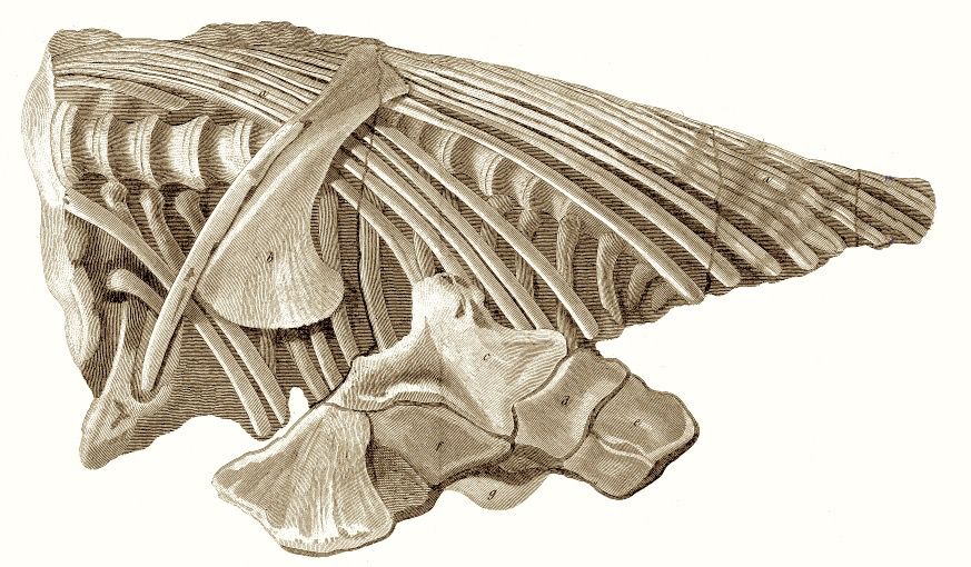 1814 illustration of part of the fossil skeleton recovered in 1812 showing vertebrae, ribs and some shoulder and limb bones.