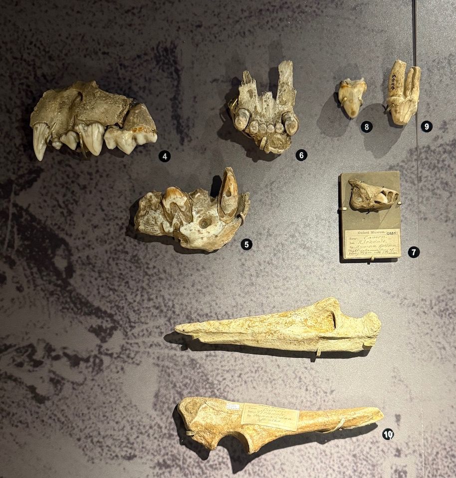 Bones, jaws and teeth of cave hyaena from Kirkdale Cave, Yorkshire.