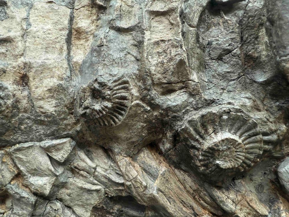 Detail of an ichthyosaur skeleton with the impression of two strongly ribbed ammonite shells.