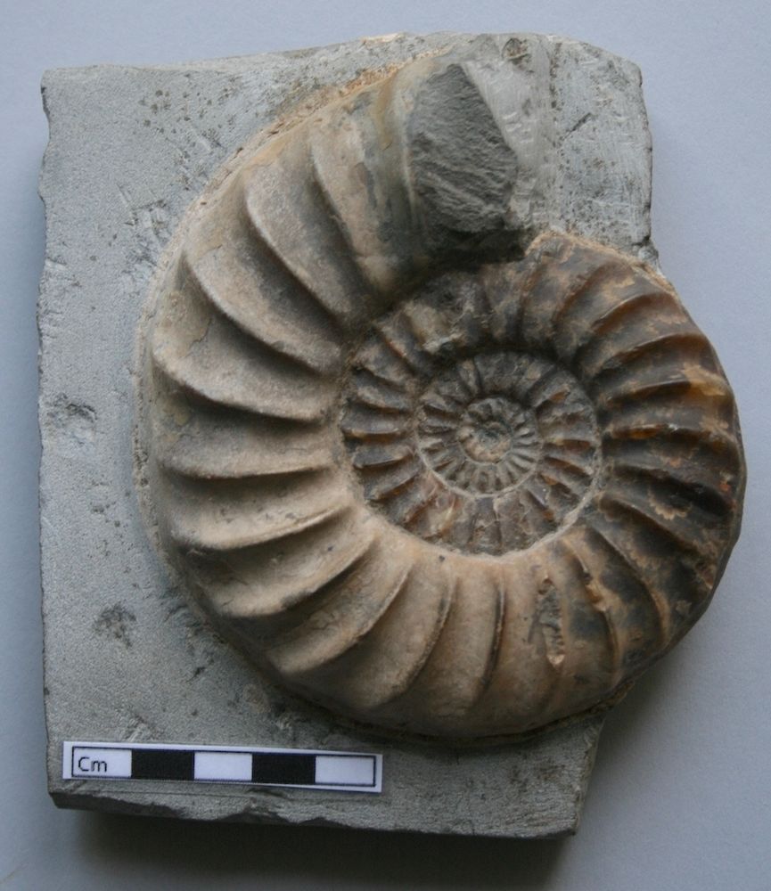 Photograph of the coiled shell of an ammonite on grey limestone. Photograph by Emily Swaby, Oxford University Museum of Natural History.