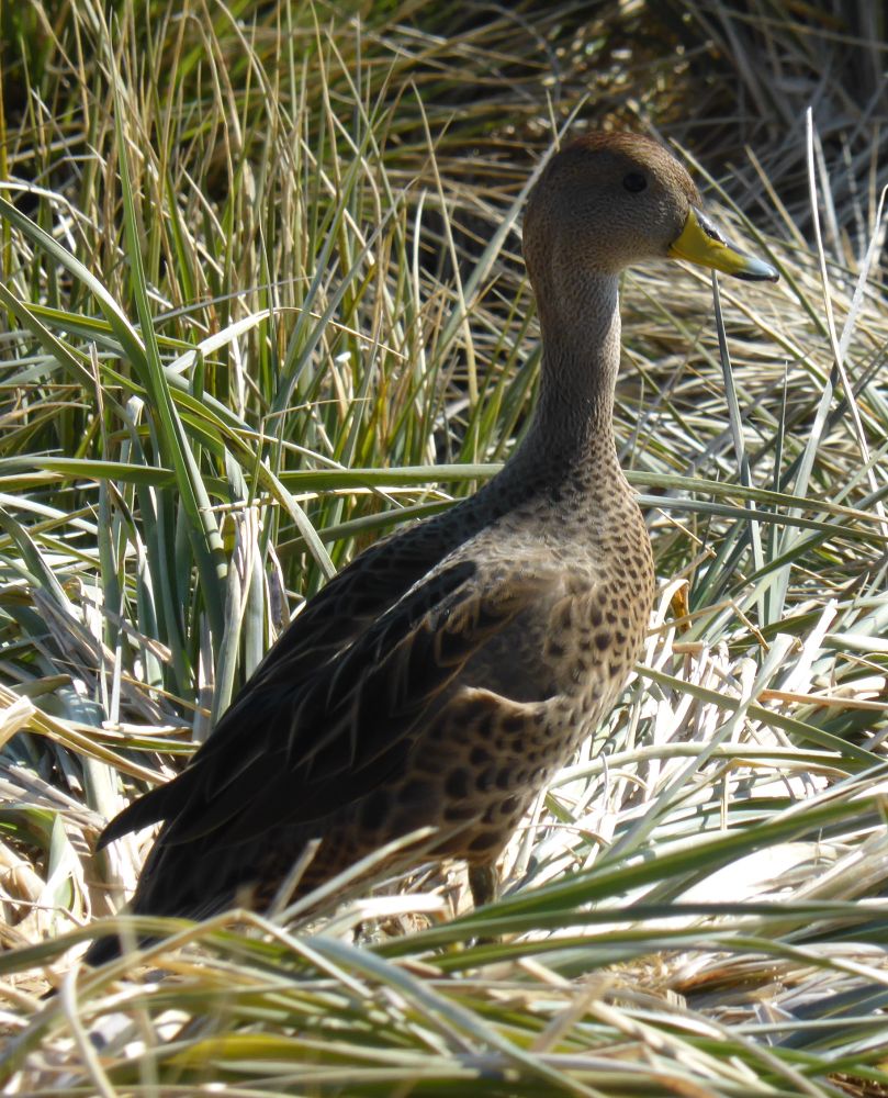 Photograph of a bird with brown plumage, a long neck and a yellow bill in grass.