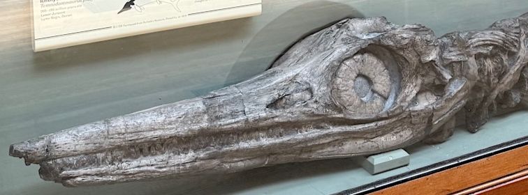 Ichthyosaur fossil showing a long pointed snout with many small teeth and a large eye with bony plates photographed in a museum.