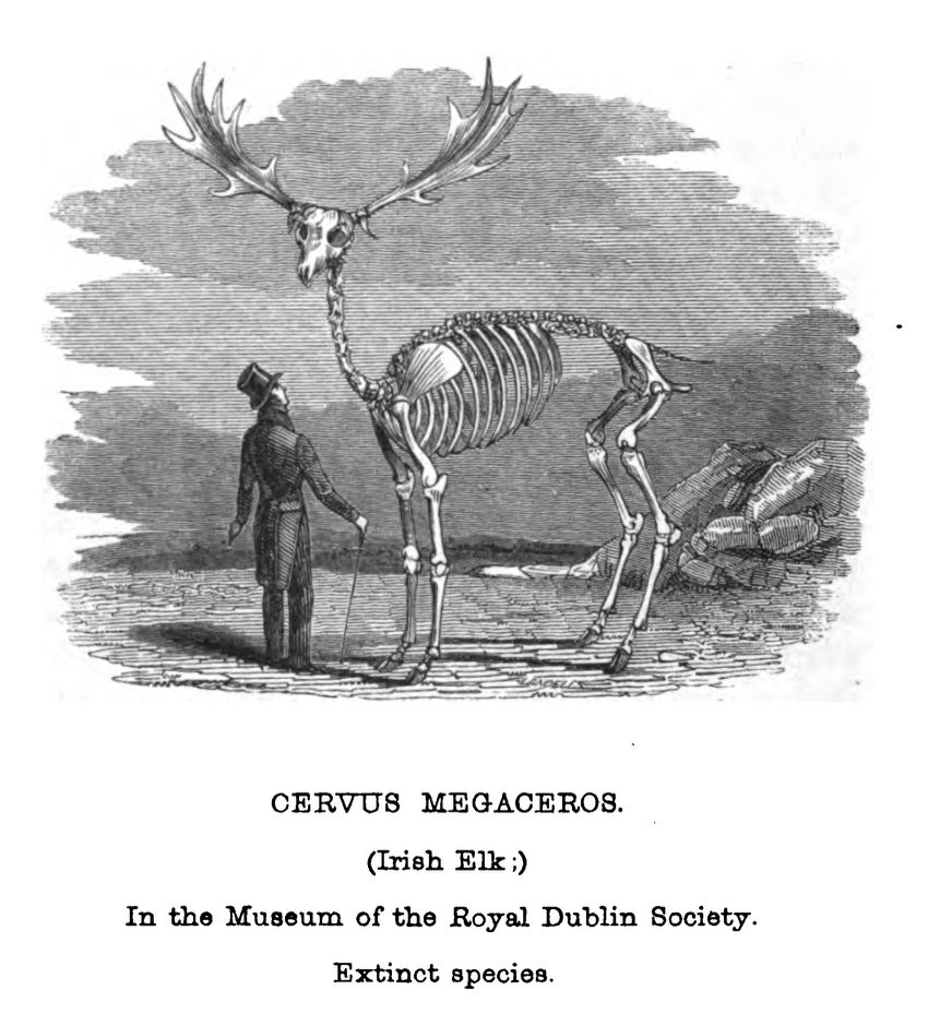 A drawing of a man in a top hat looking at the skeleton of a giant deer with large antlers, captioned 'Cervus megaceros (Irish Elk) In the Museum of the Royal Dublin Society. Extinct species.'