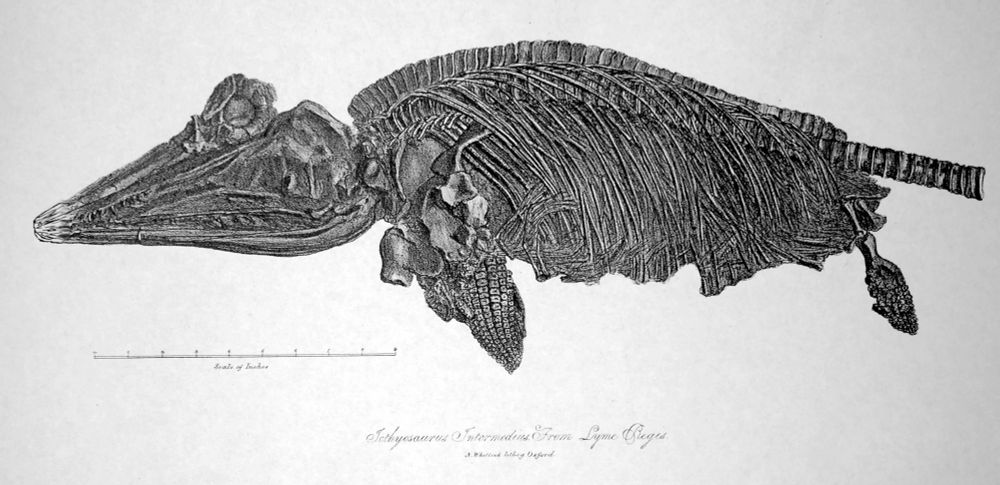 An early 19th century lithograph of a small ichthyosaur skeleton, its large head to the left, showing the ribs, paddles and part of the tail.