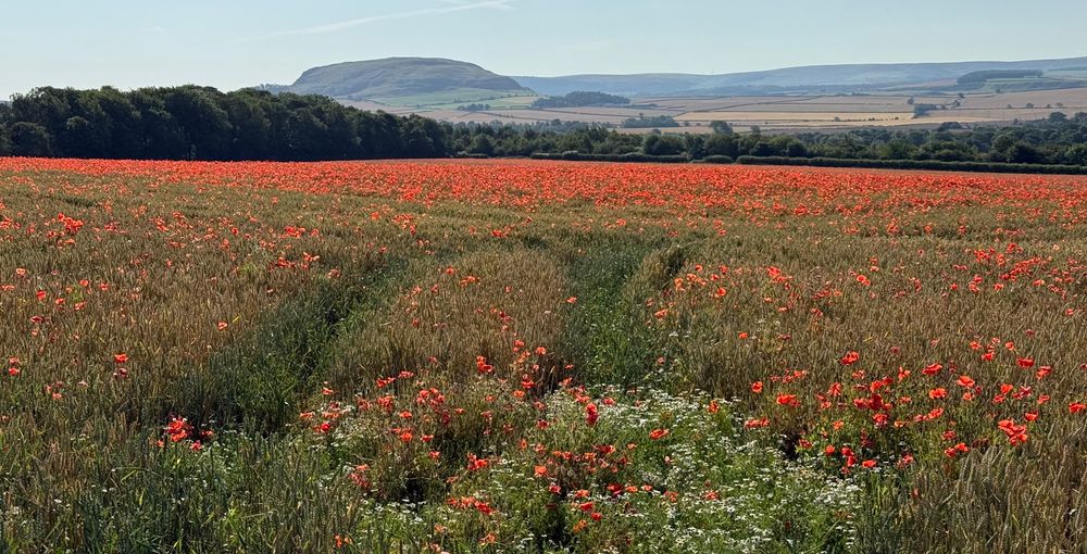 View of a field full of red poppies with trees and hills in the distance. 