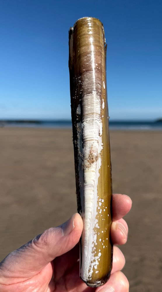 Photo of a hand holding the long thin shell of a razor clam in a sandy beach. 