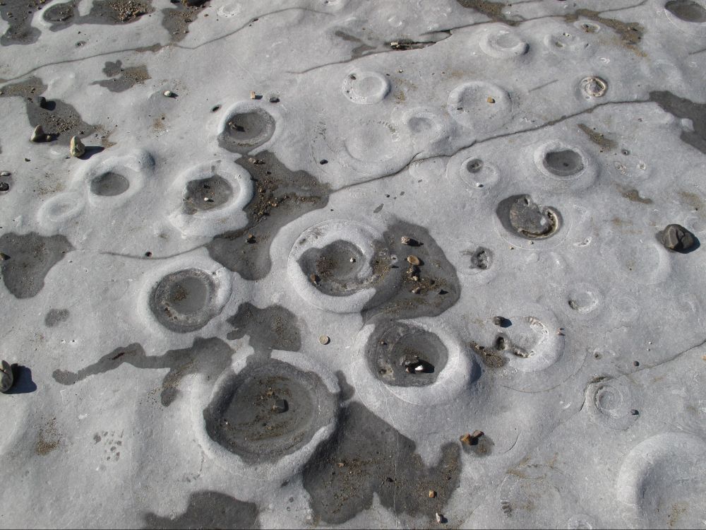 Grey rocks on a foreshore with many large circular shapes which are ammonite fossils.