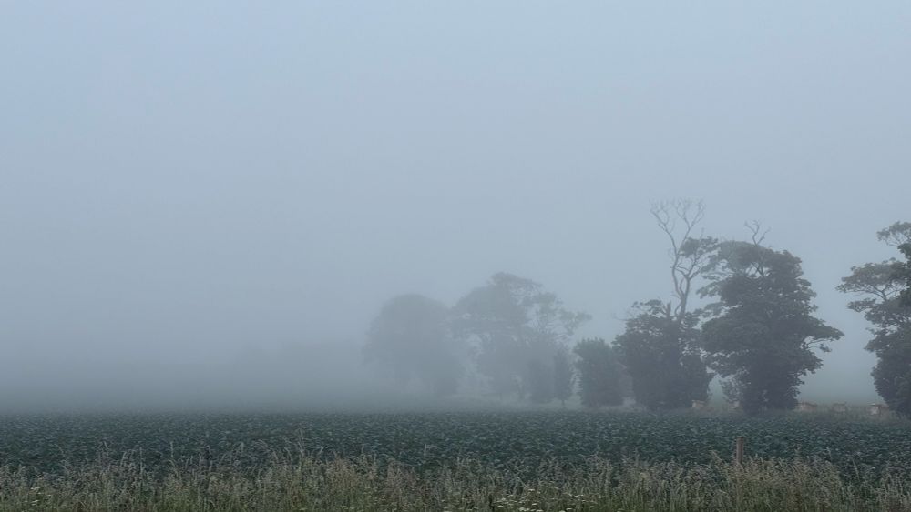 A line of trees fades into fog. 