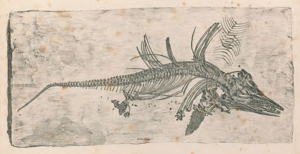 19th century illustration of an ichthyosaur skeleton, with its head to the right, tail to the left and many displaced ribs.