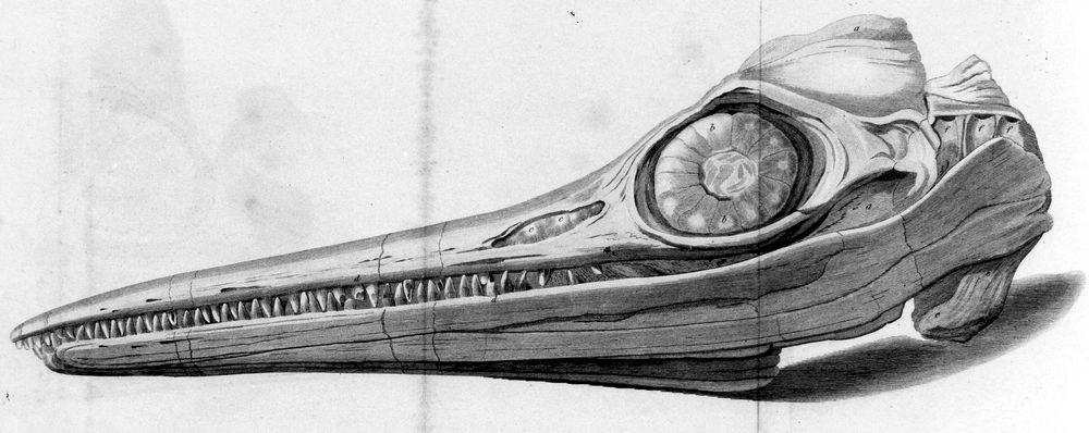Drawing of a fossil skull with a large bony eye and long jaws with many teeth.