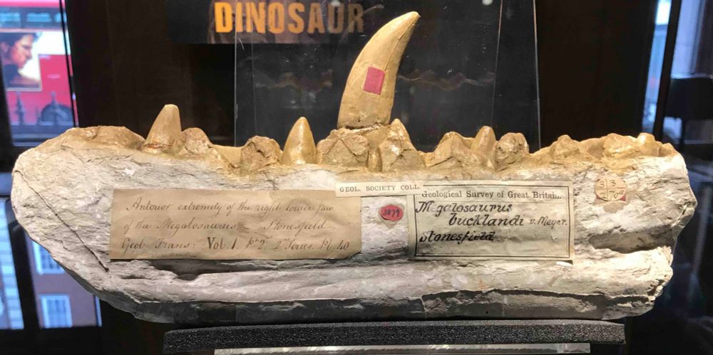 The cast of the Megalosaurus jaw seen by Mary Anning when she visited the Geological Society in 1824.