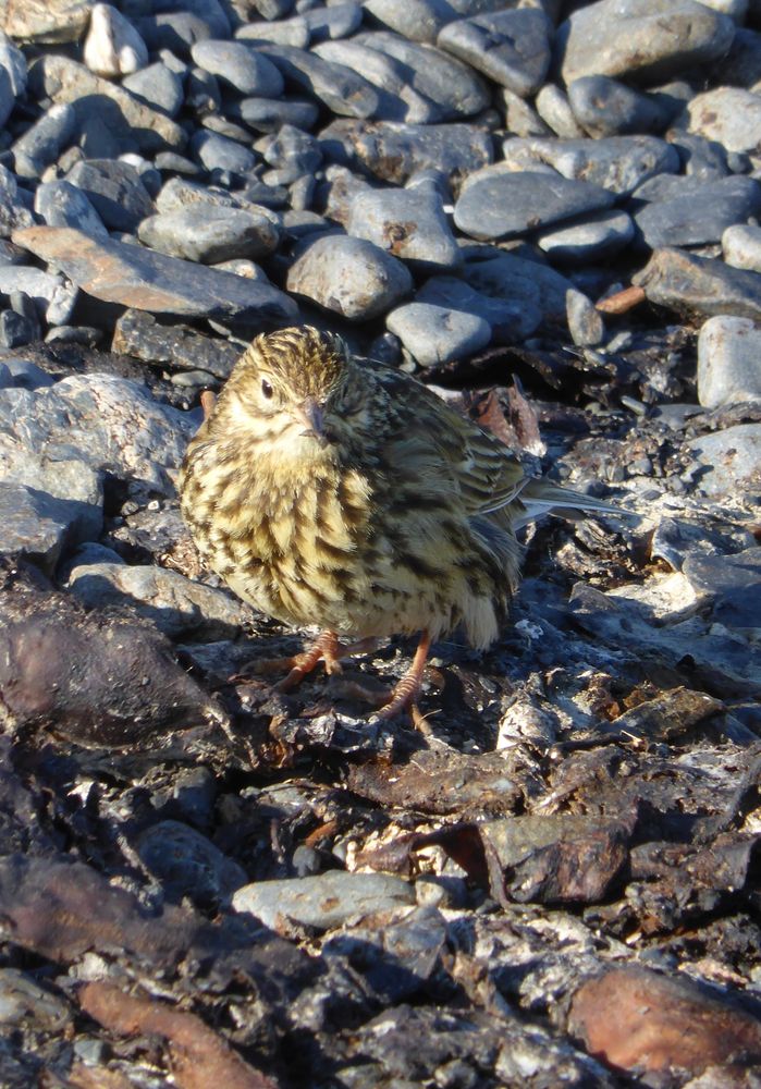 Photograph of a small bird with yellow-brown plumage on a pebbly beach.