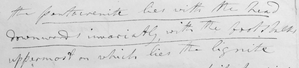 Mary Anning's observations on Pentacrinites: 'the pentacrinite lies with the head downwards invariably with the footstalk uppermost on which lies the lignite...'