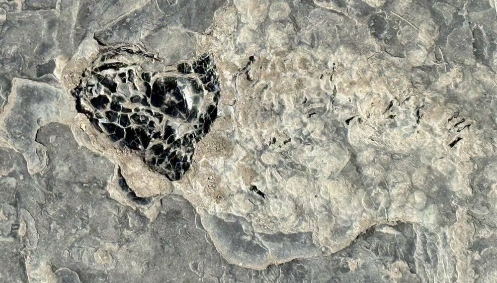 Close up of black bones of the head of a fossil fish in a grey paving slab. 