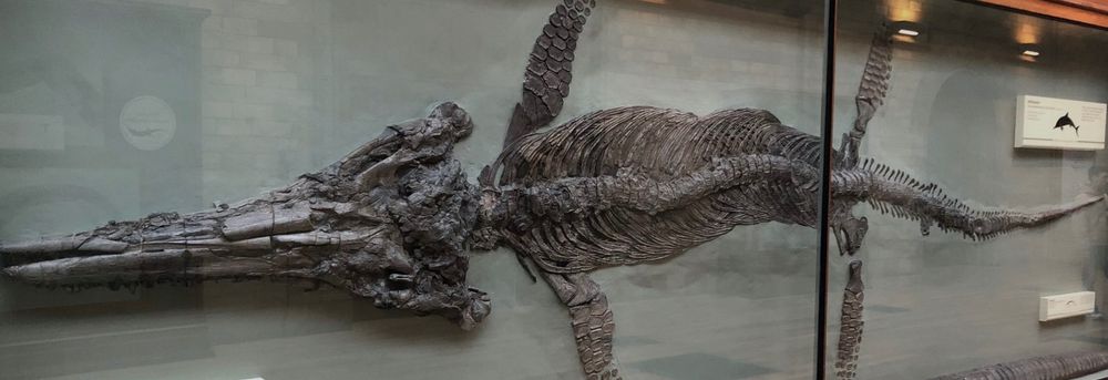 A large ichthyosaur skeleton on display at the Natural History Museum, London. The skull was found by Mary Anning and sold to Hawkins who arranged excavation of the rest of the specimen.