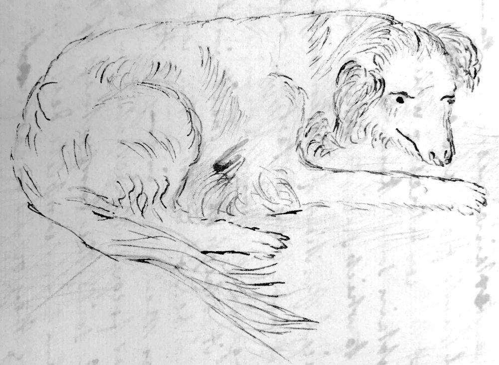 Ink sketch by Mary Anning of her pet dog in about 1826, probably the dog killed by a rockfall in 1833.