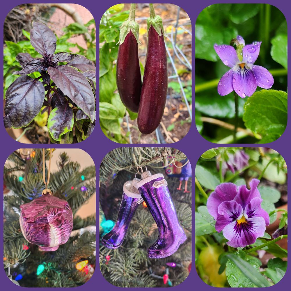 A collage of six photos featuring the color purple. Top row, from left: Purple basil plant still going, two slim eggplants on the plant, and the first violet to bloom. Bottom row, from left: A radicchio ornament hanging on a lit Christmas tree, two Wellington boot ornaments hanging on a lit Christmas tree, and a frilly pansy on the plant.