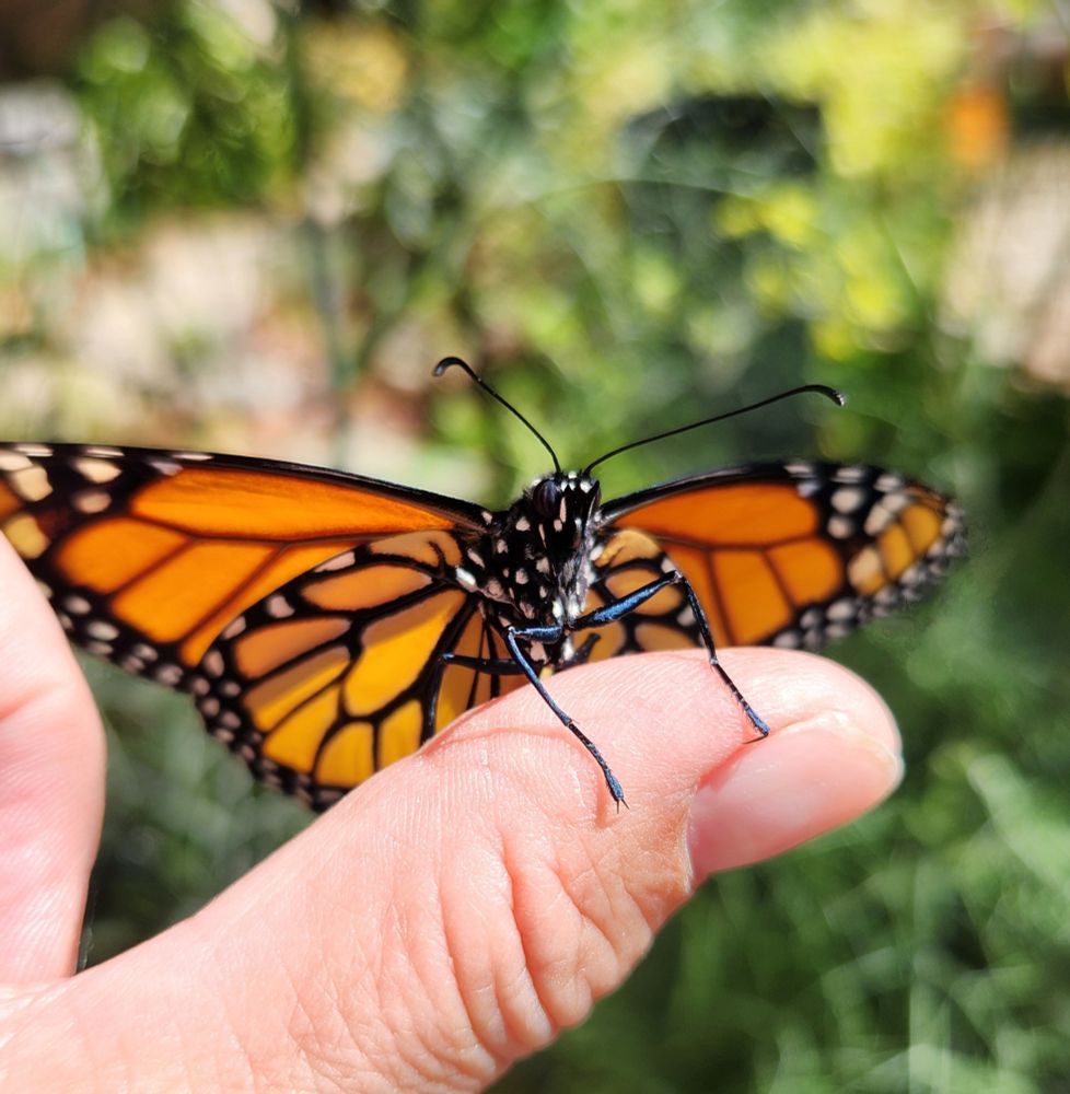A Monarch butterfly, orange and black wings open, facing the camera, front legs resting on a medium-light skinned thumb. Blurred greenery in background.