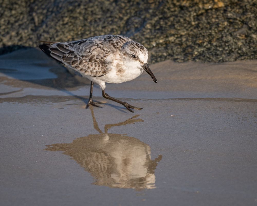 A photograph of a Sanderling reflected in a thin layer of water over sand, with a rock behind it.
