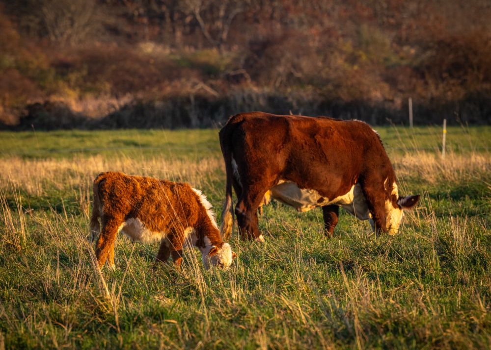 A photograph of a cow and calf grazing in golden hour sunlight. 
