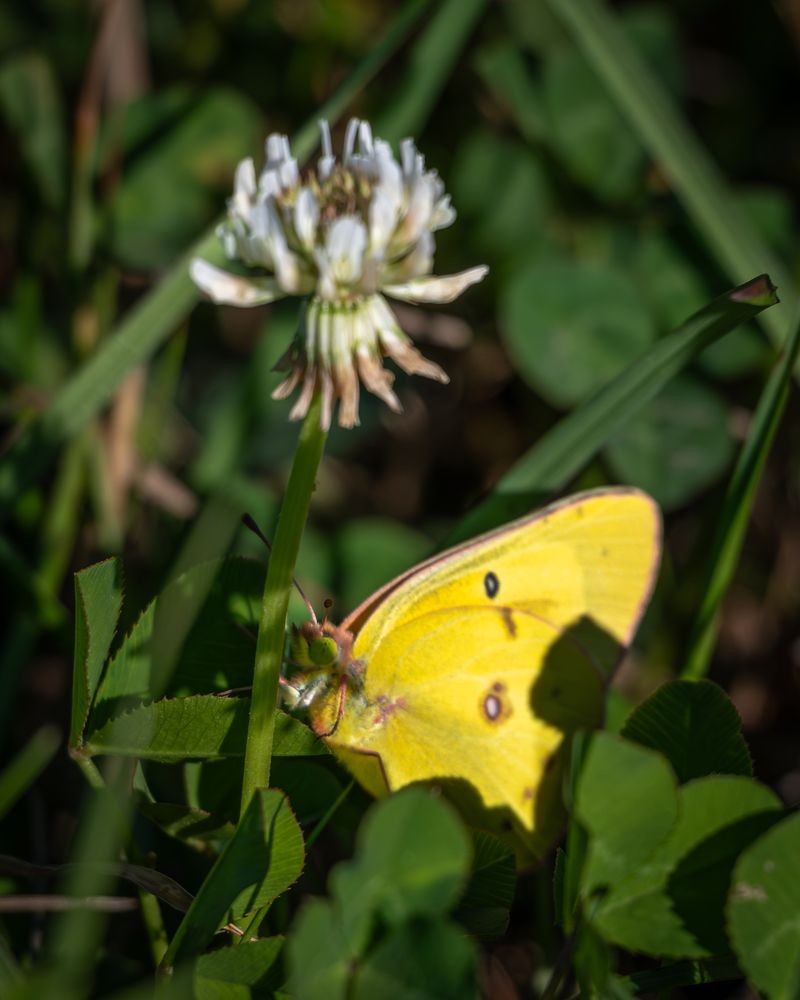 A photograph of an Orange Sulphur butterfly clinging to the stalk of a clover bloom, partially shaded by the plant. 
