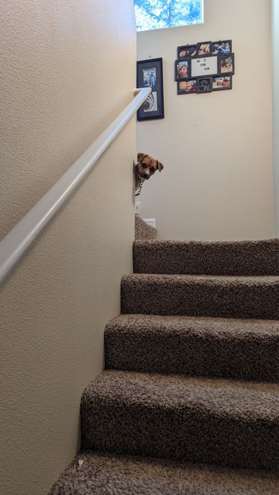 A tiny dog peers around a corner at the top of a flight of stairs 