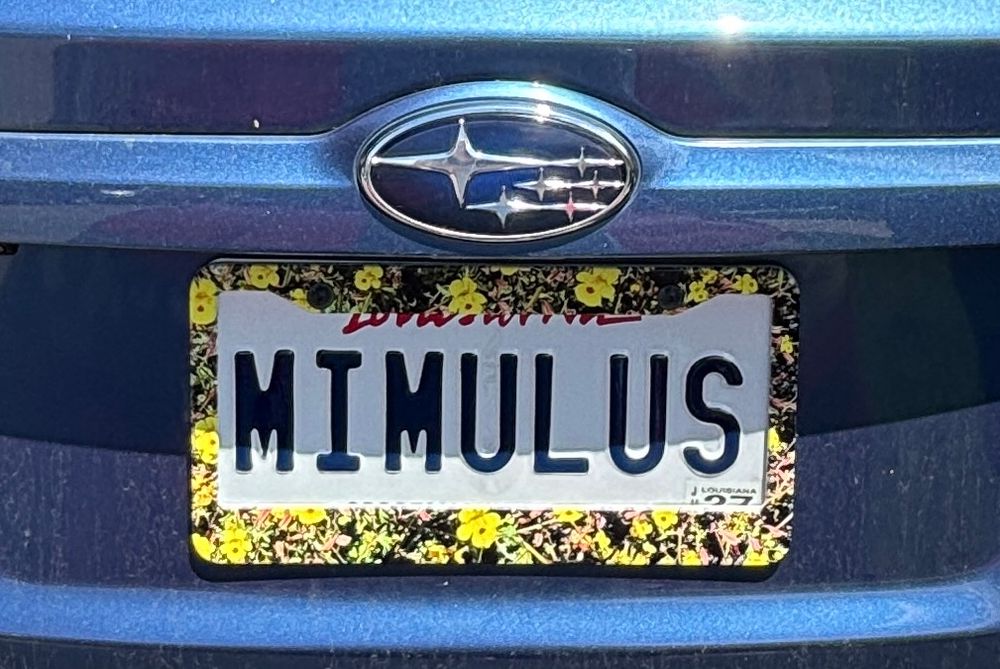 MIMULUS license plate up close with a monkeyflower frame