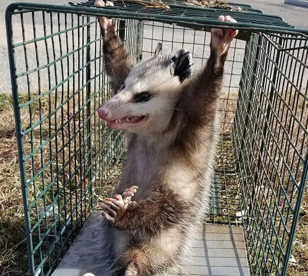 Ein Opossum in einem Käfig