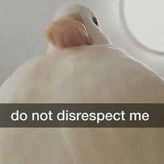 A photo of a white duck taken from a lower angle, looking down at the viewer, with the caption “do not disrespect me”