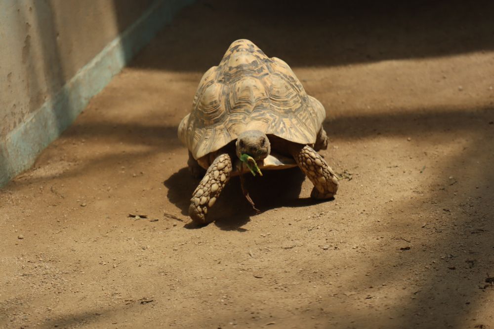 食事をしながら歩いてくるリクガメ（小）
