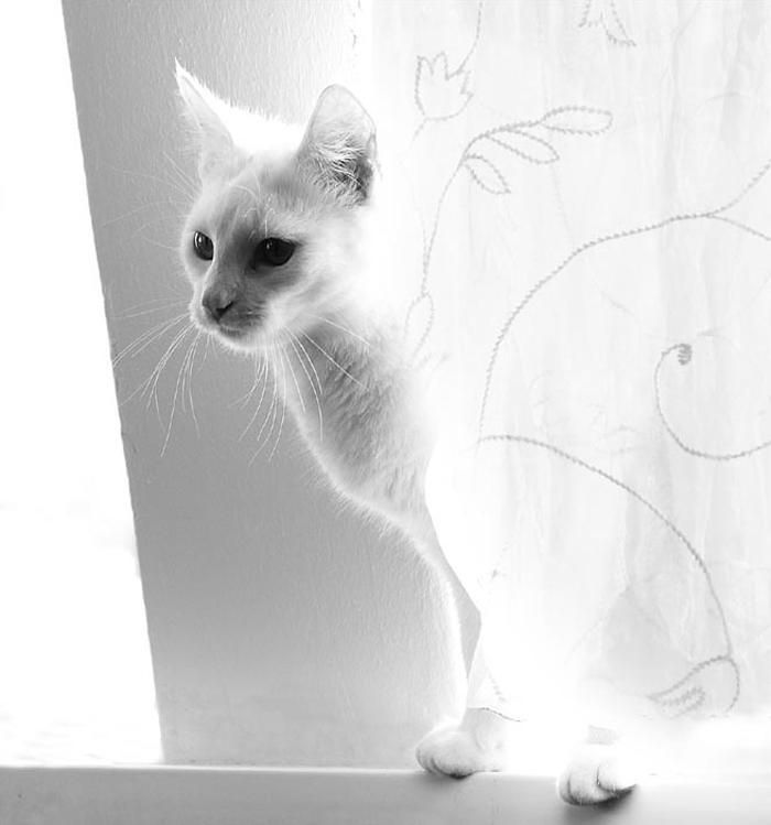 A cat