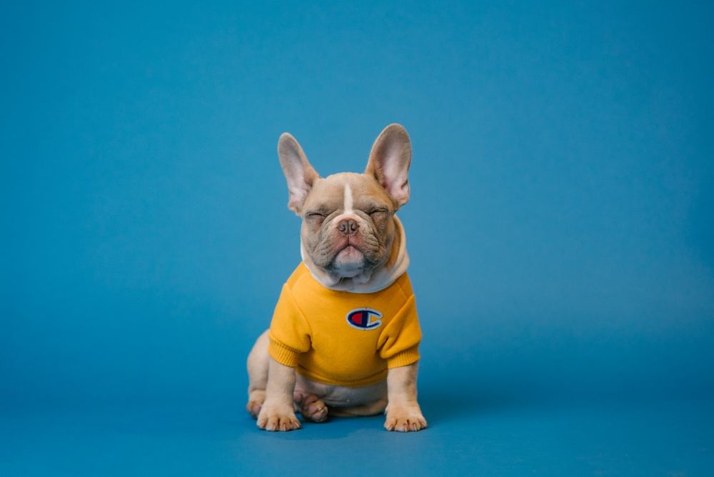 A dog