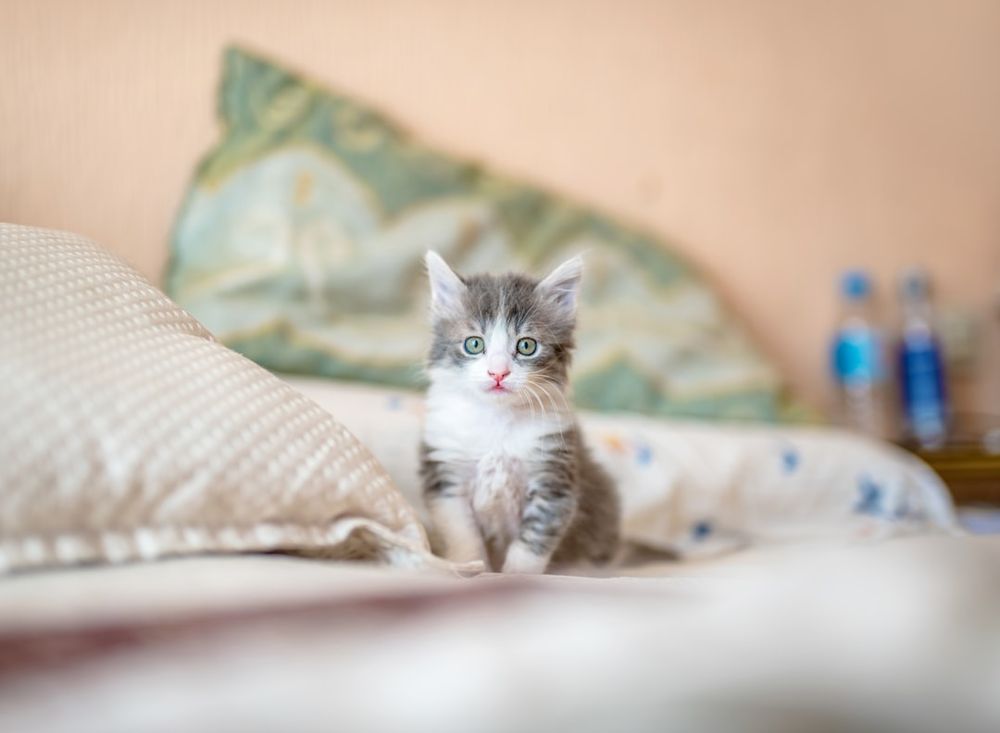 A cat