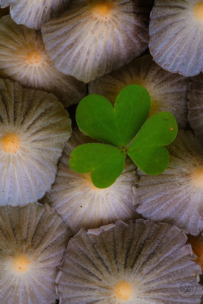 Trooping Crumble Cap fungi (Coprinellus disseminatus) with microclover macro photograph of nature patterns