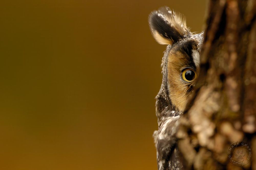A long-eared owl (Asio otus) peeking out from behind a tree