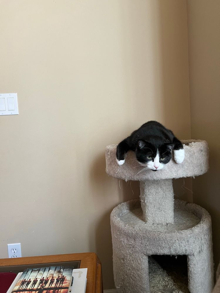 Xena the cat resting her throat on the edge of the cat tree and being confused why she can’t breathe.
