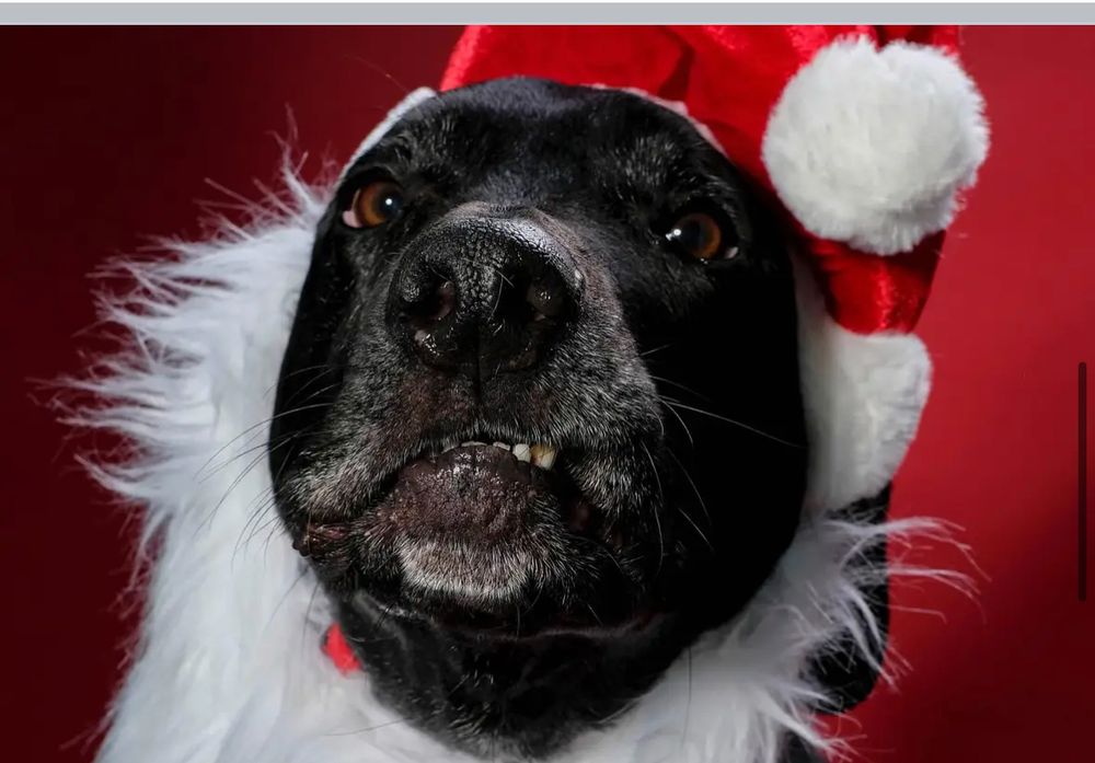 This time the black lab is not singing, but has a curled lip like a prizefighter in a Boston bar in 1890