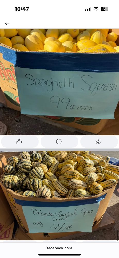 spaghetti squash $.99 each, and striped yellow and green squash two for a dollar