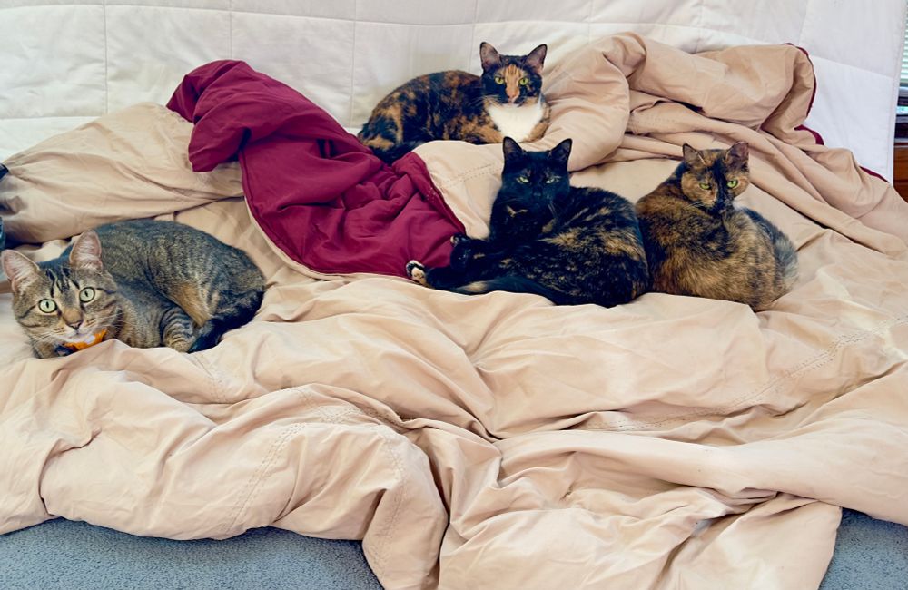 four cats: a tabby, a calico, a black tortoiseshell and a rust tortoiseshell cat all laying on a tan and magenta comforter 