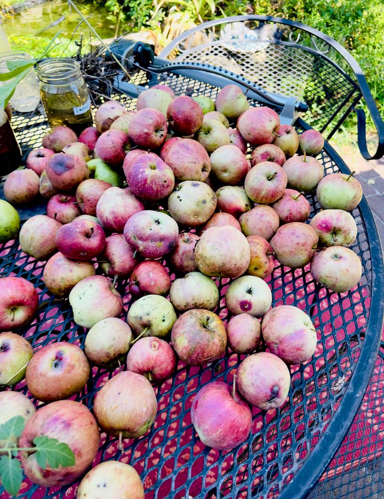 very spotted red apples with some green on some of them. they’re from my oldest tree, so they have a lot of imperfections, and will be mostly used for cider/juice as i need to cut parts from some of them 