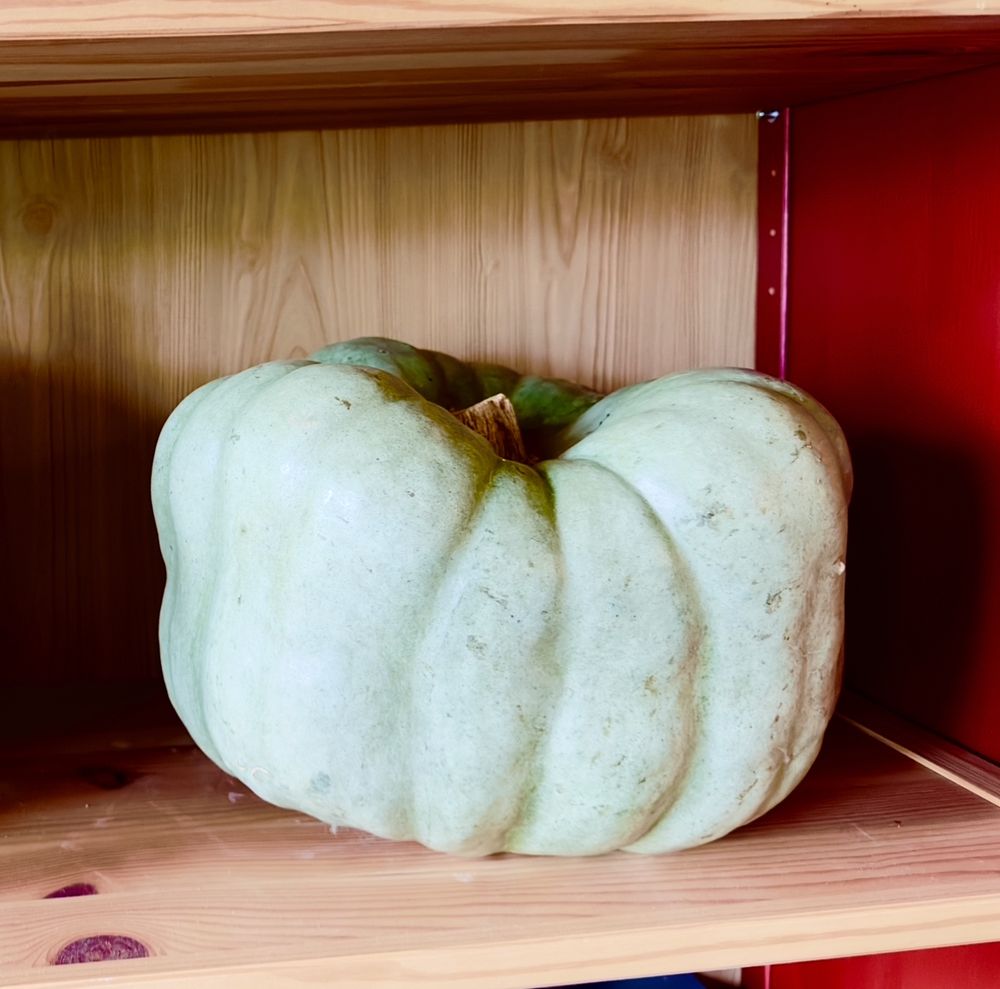 a large, light grey pumpkin that i got in october 2024 sitting on my bookshelf, which has dark red sides and blonde wood shelves 