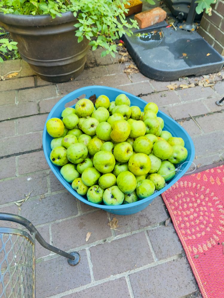 a turquoise plastic laundry basket full of bright green apples that have some spots on them. basket is sitting on brown brick patio floor with the corner of a red and orange patterned rug in the right bottom corner 